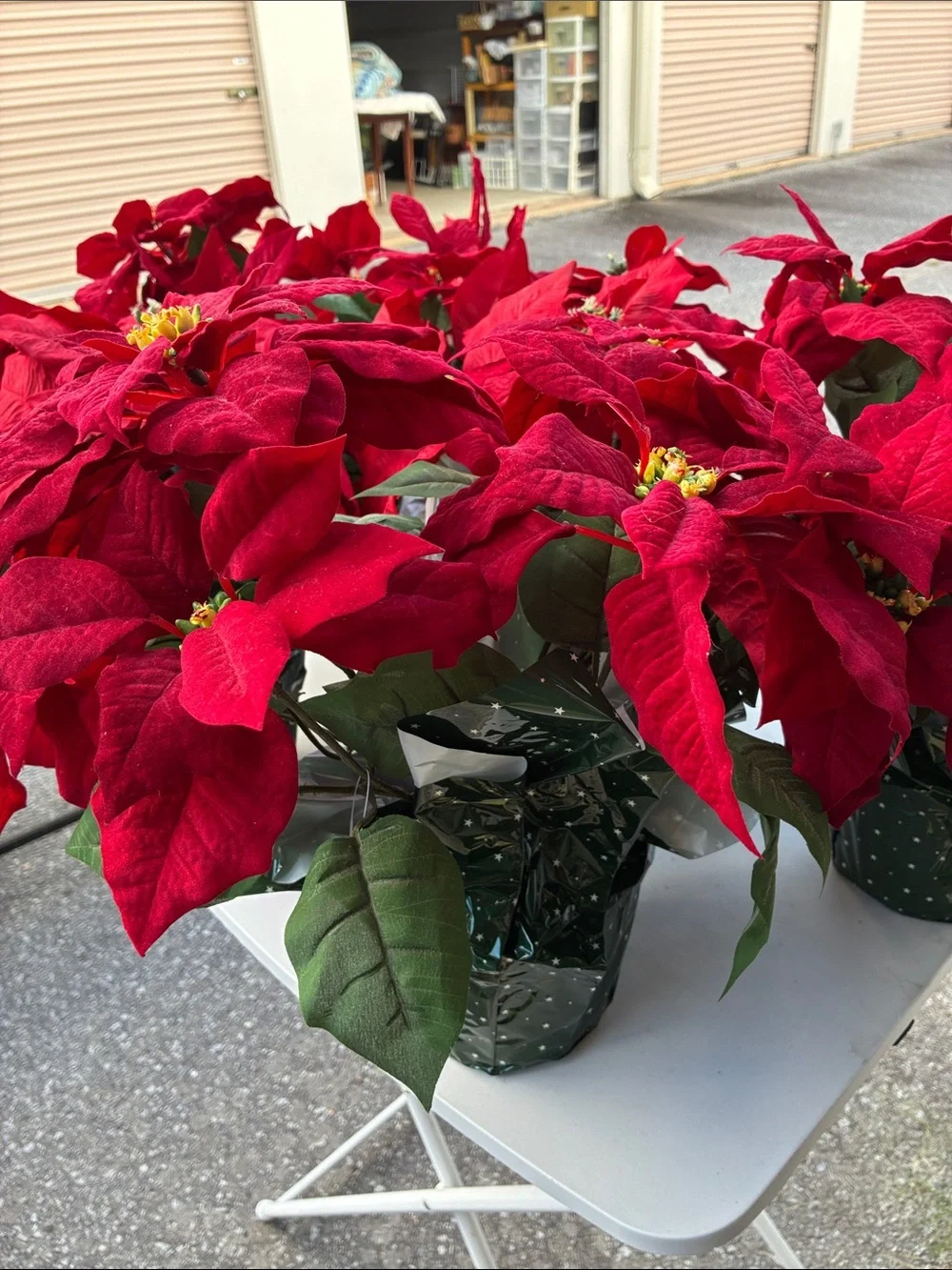 Holiday Red Poinsettia Plant -Set 5